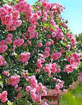 Pink Rose Live Plant, Climbing Rose Plant Live, Pink Climber Plant for Planting, No Leaf, Trim Back, Well Rooted, Bare Root