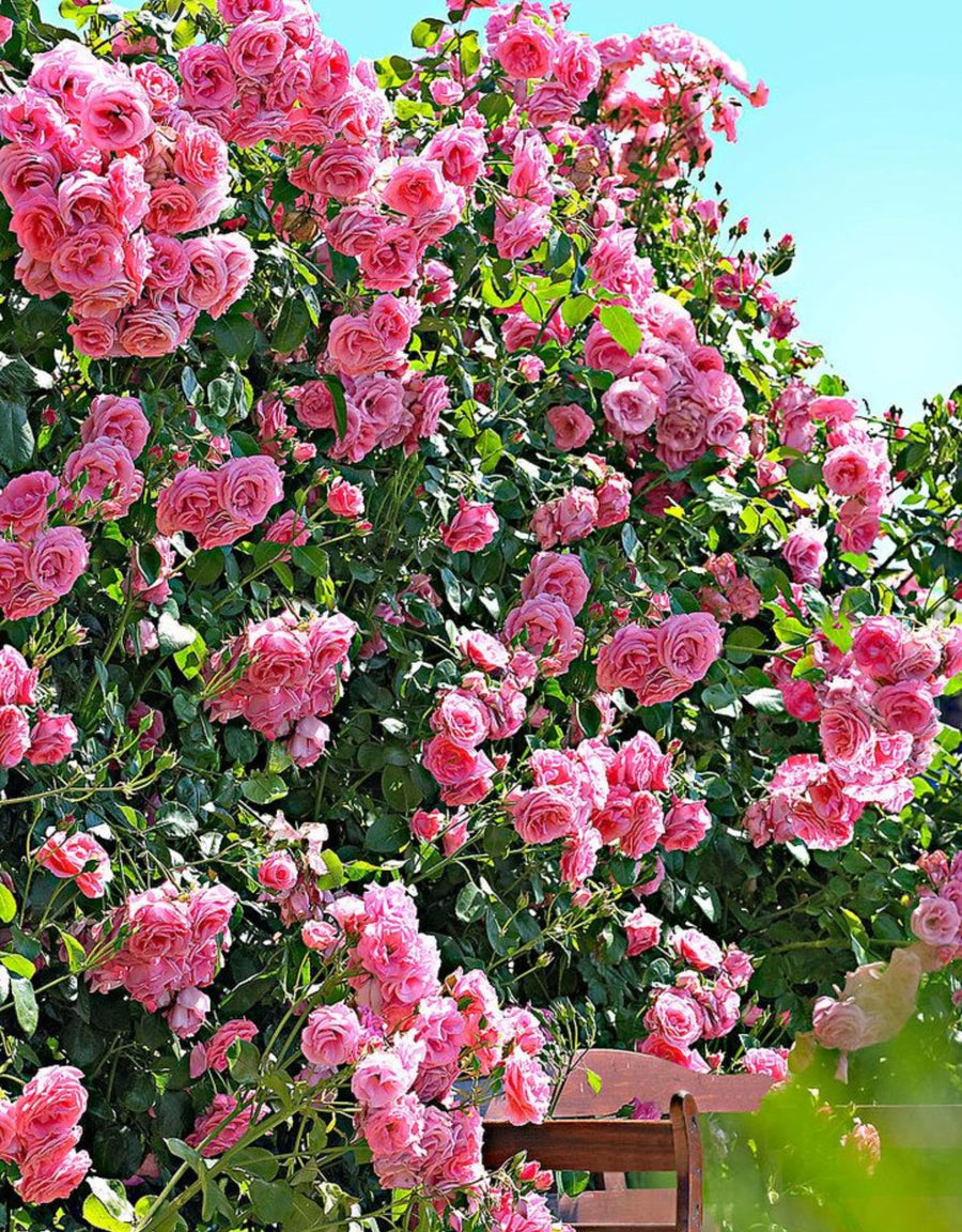 Pink Rose Live Plant, Climbing Rose Plant Live, Pink Climber Plant for Planting, No Leaf, Trim Back, Well Rooted, Bare Root