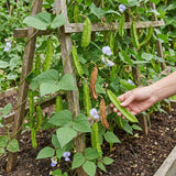 25 Winged Bean Seeds, Climbing Vegetable Vine Seeds, Tropical Garden Seeds for Trellis and Outdoor Growing