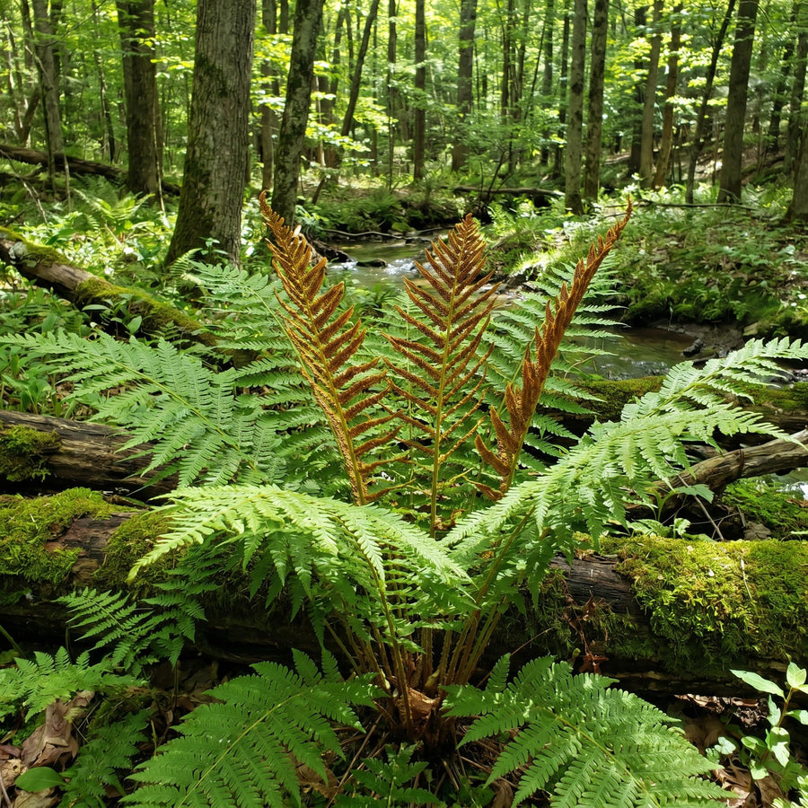 10 Cinnamon Fern Rhizomes, Hardy Perennial Fern Plants for Garden, Fast-Growing Ferns Starter Roots