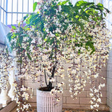 1 Clerodendrum Wallichii Smithianum Plant 5-9 Inc Tall - Light Bulb White Chain of Glory Light Clerodendrum Live Plant - Great for Beautifying Indoor and Outdoor Spaces