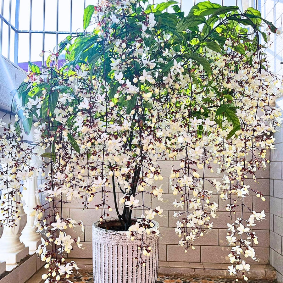 1 Clerodendrum Wallichii Smithianum Plant 5-9 Inc Tall - Light Bulb White Chain of Glory Light Clerodendrum Live Plant - Great for Beautifying Indoor and Outdoor Spaces