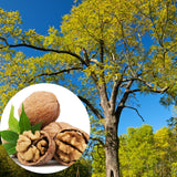 1-2 Years Old Butternut Tree Live Plant, White Walnut Tree in Gallon Pot, 24-36" in Tall, Dormant in Winter, Well-Rooted, Cannot Ship to CA
