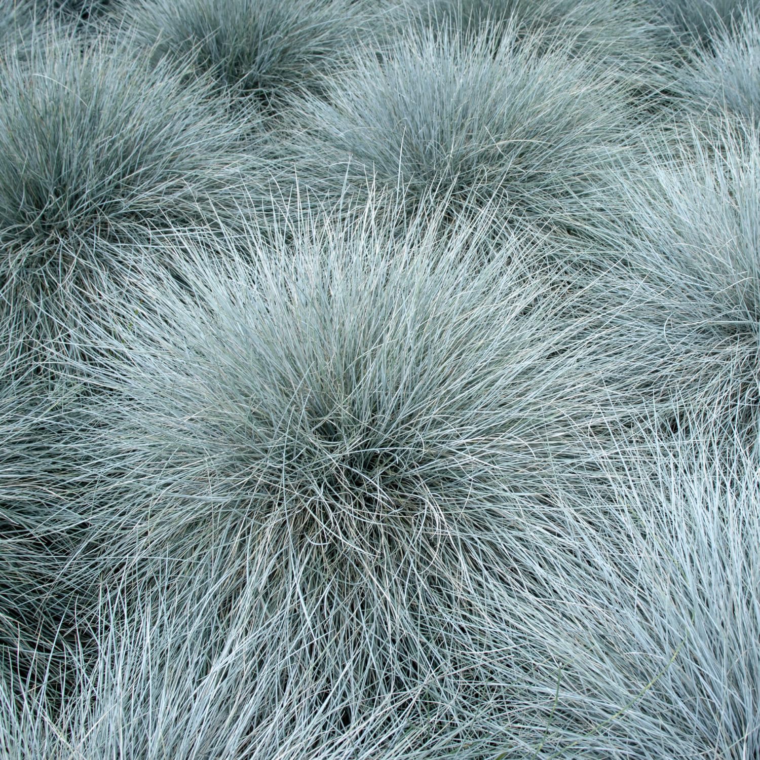 2 Blue Fescue Grass Plants Live in 4'' Pot, Hardy, Ornamental Grass for Outdoor Garden, Well Rooted Starter Grasses Clumps 4-7 Inches