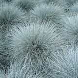 2 Blue Fescue Grass Plants Live in 4'' Pot, Hardy, Ornamental Grass for Outdoor Garden, Well Rooted Starter Grasses Clumps 4-7 Inches