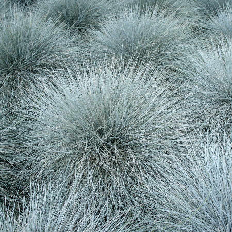 2 Blue Fescue Grass Plants Live in 4'' Pot, Hardy, Ornamental Grass for Outdoor Garden, Well Rooted Starter Grasses Clumps 4-7 Inches
