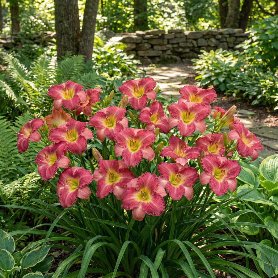 10 Strawberry Daylily Roots, Hardy Perennial Flower for Garden Beds and Borders Planting, Easy Care, Ready to Grow