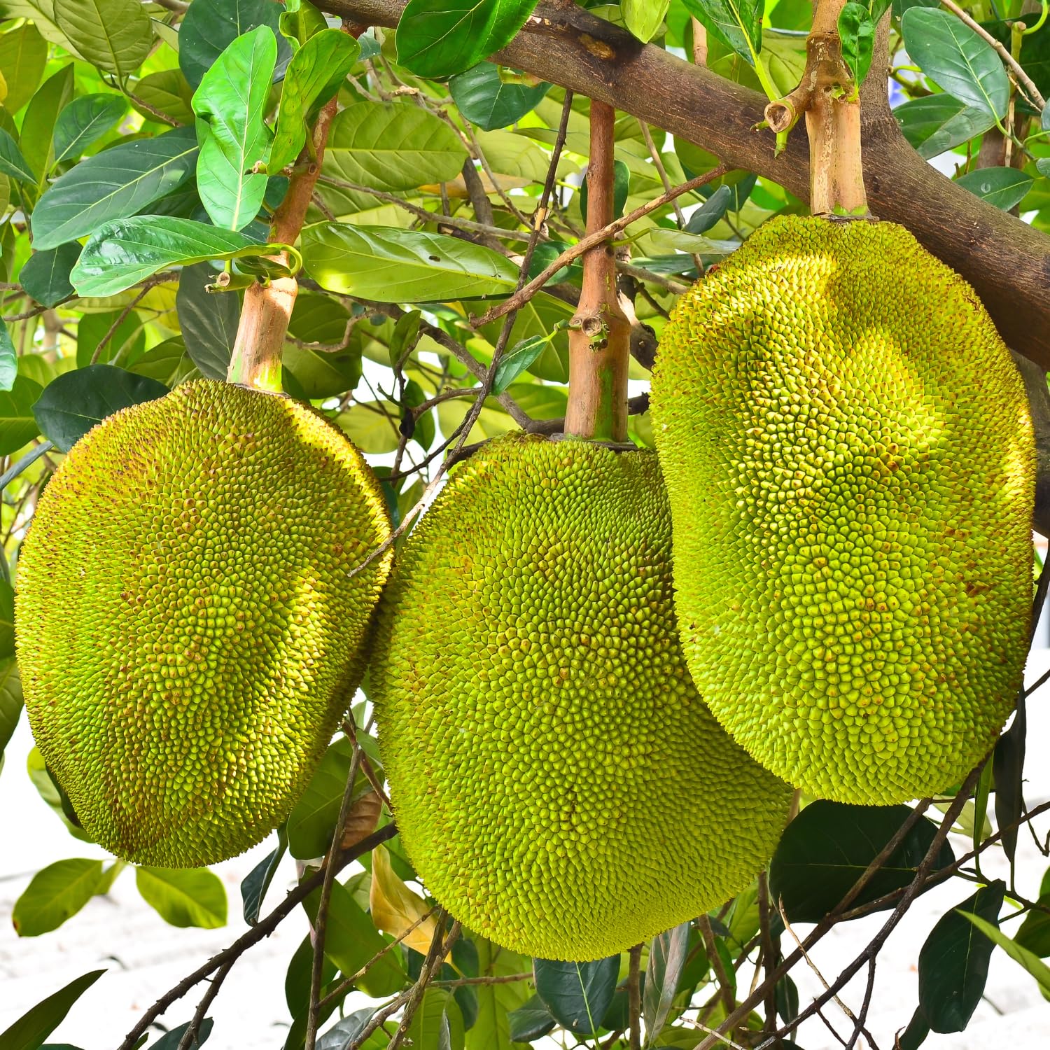 Dwarf Jackfruit Tree Live Plant, Tropical Jackfruit Plant Live, 6-8" Tall, 4 Inch Pot