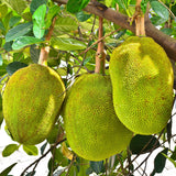 Yellow Jackfruit Tree Live Plant, 12-16" Tall, Gallon Pot, Tropical Jackfruit Plant Live to Grow Home Garden