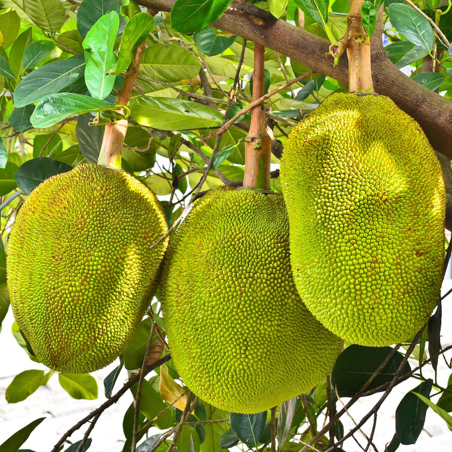 Dwarf Jackfruit Tree Live Plant, Tropical Jackfruit Plant Live, 6-8" Tall, 4 Inch Pot