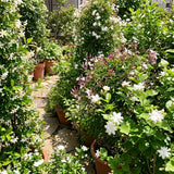 Random Jasmine Plant, Fragrant Jasmine Flower Vine 4-8 Inches Well Rooted for Container, Hanging Basket Growing