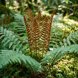10 Cinnamon Fern Rhizomes, Hardy Perennial Fern Plants for Garden, Fast-Growing Ferns Starter Roots