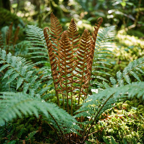 10 Cinnamon Fern Rhizomes, Hardy Perennial Fern Plants for Garden, Fast-Growing Ferns Starter Roots