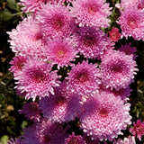 Chrysanthemum Plants Live Tree Well Rooted, 4 to 6 Inches Tall, Mums Plants Live, 2 Plants for The Patio and Garden (Pink)