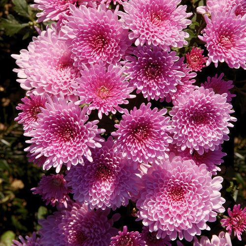 Chrysanthemum Plants Live Tree Well Rooted, 4 to 6 Inches Tall, Mums Plants Live, 2 Plants for The Patio and Garden (Pink)