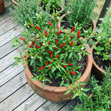 50 Bird Chili Seeds for Planting, Thai Hot Pepper Seeds, Vegetable Seeds for Garden and Container Growing