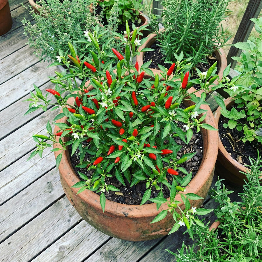 50 Bird Chili Seeds for Planting, Thai Hot Pepper Seeds, Vegetable Seeds for Garden and Container Growing