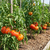 1000 Beefsteak Tomato Seeds for Planting, Large Red Tomato Vegetable Seeds, Garden Seeds for Outdoor and Container Growing, Warm Season Crop