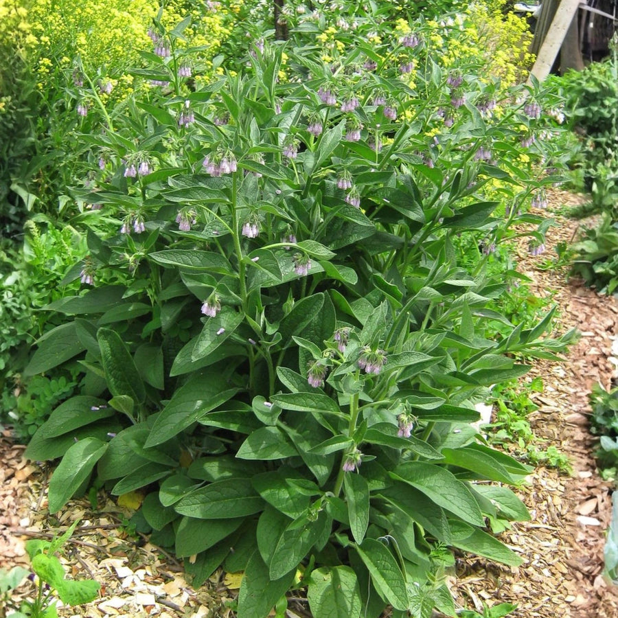 8 Comfrey Bocking 14 Live Roots, Comfrey Root Cuttings for Planting, 2-5" Perennial Herb Root Plant for Outdoor Garden