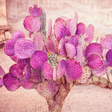 Purple Prickly Pear Cactus 6-8in in Tall for Outdoor Planting, Cold Hardy