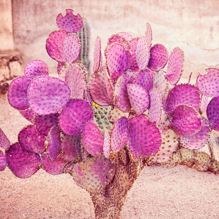 Purple Prickly Pear Cactus 6-8in in Tall for Outdoor Planting, Cold Hardy