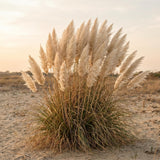 3 White Pampas Grass Plants Live, Hardy Ornamental Grass, Ready to Grow Pampas 4-8 Inches for Borders, Patios and Container Gardens
