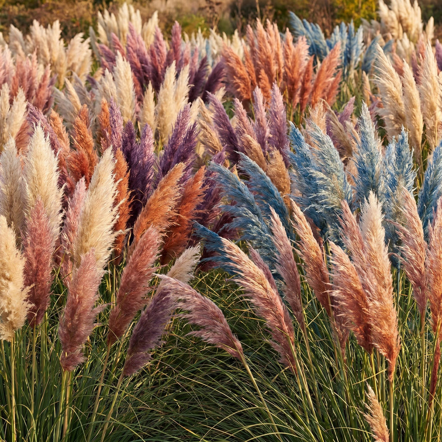 3 Mix Pampas Grass Plants Live, Hardy Ornamental Grass, Ready to Grow Pampas 4-8 Inches for Borders, Patios and Container Gardens