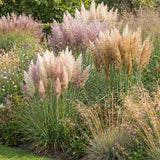 3 Mix Pampas Grass Plants Live, Hardy Ornamental Grass, Ready to Grow Pampas 4-8 Inches for Borders, Patios and Container Gardens